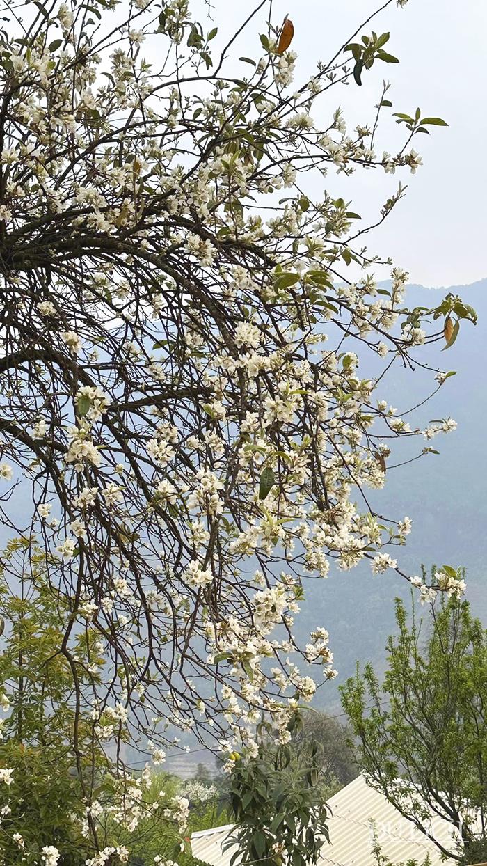 Từ khoảng giữa tháng 3 đến đầu tháng 4 là thời điểm hoa Sơn tra bung nở trắng núi rừng với vẻ đẹp tinh khiết, say đắm lòngngười…
